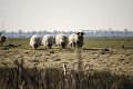 Langs de Tjonger 17-3-2016-08
